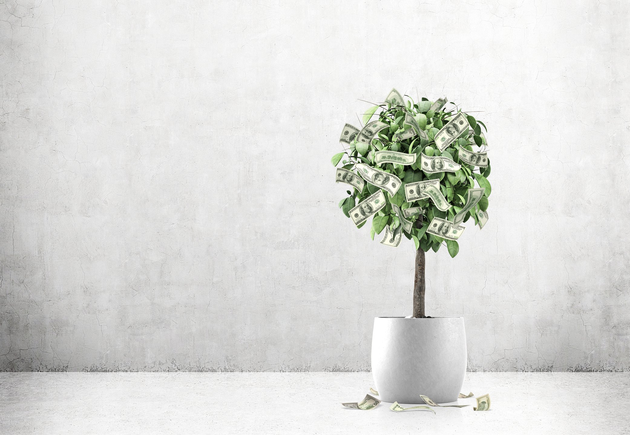 A dollar tree in a pot in a concrete room. 