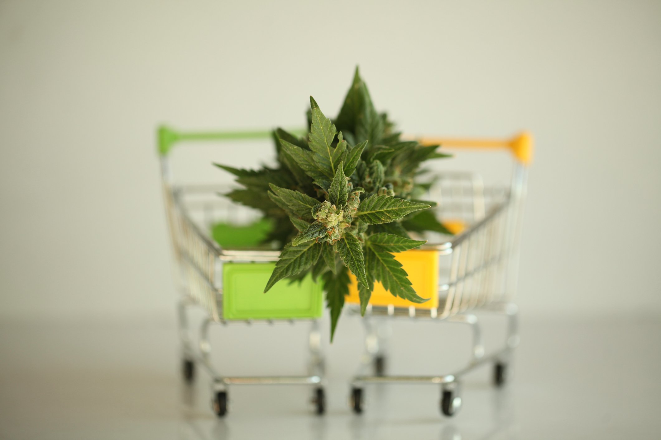 Two tiny shopping carts with a cannabis plant on top of them