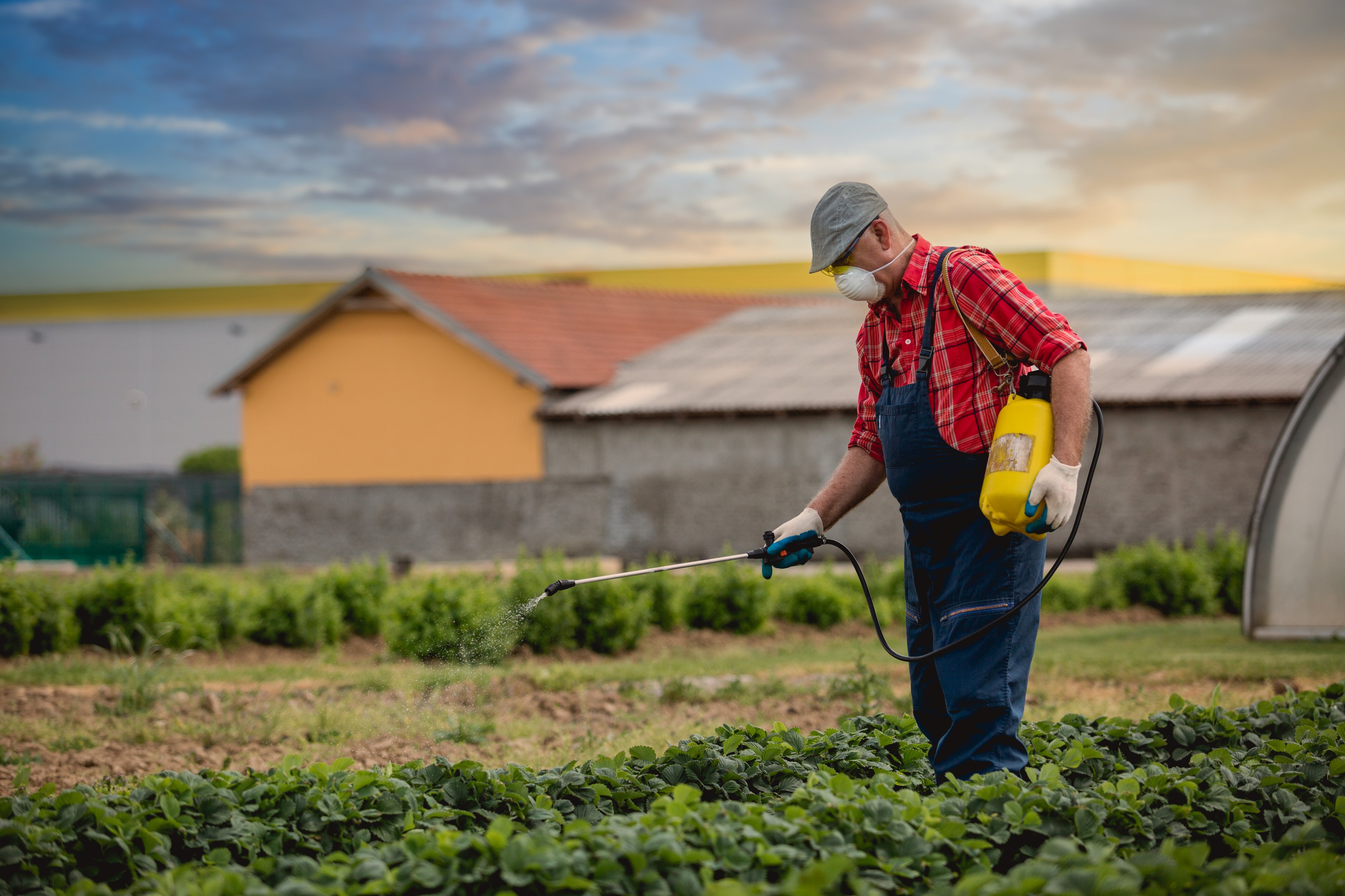 Farm worker spraying pesticide on crops while wearing a mask.