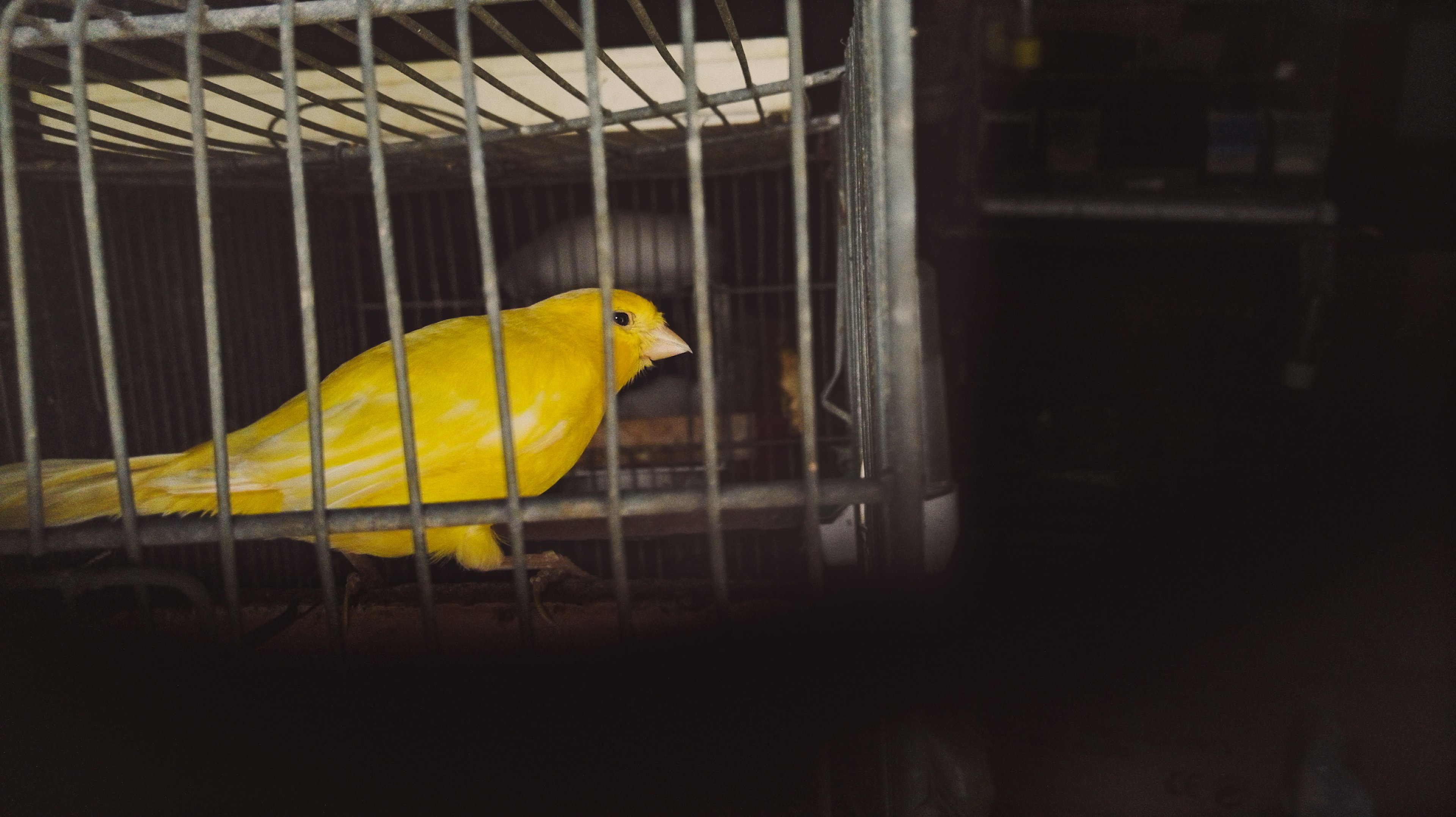 Canary in a cage
