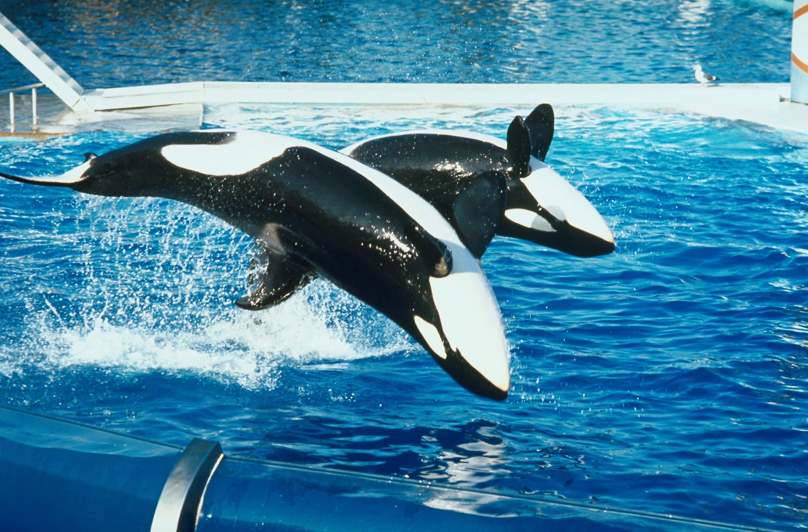 Performing orcas.