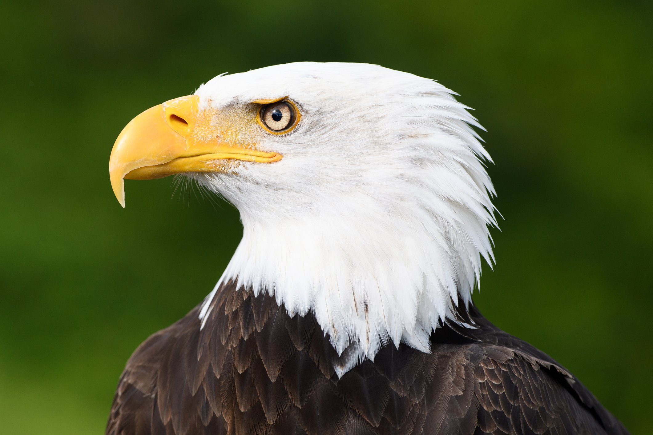 Profile pic of a bald eagle
