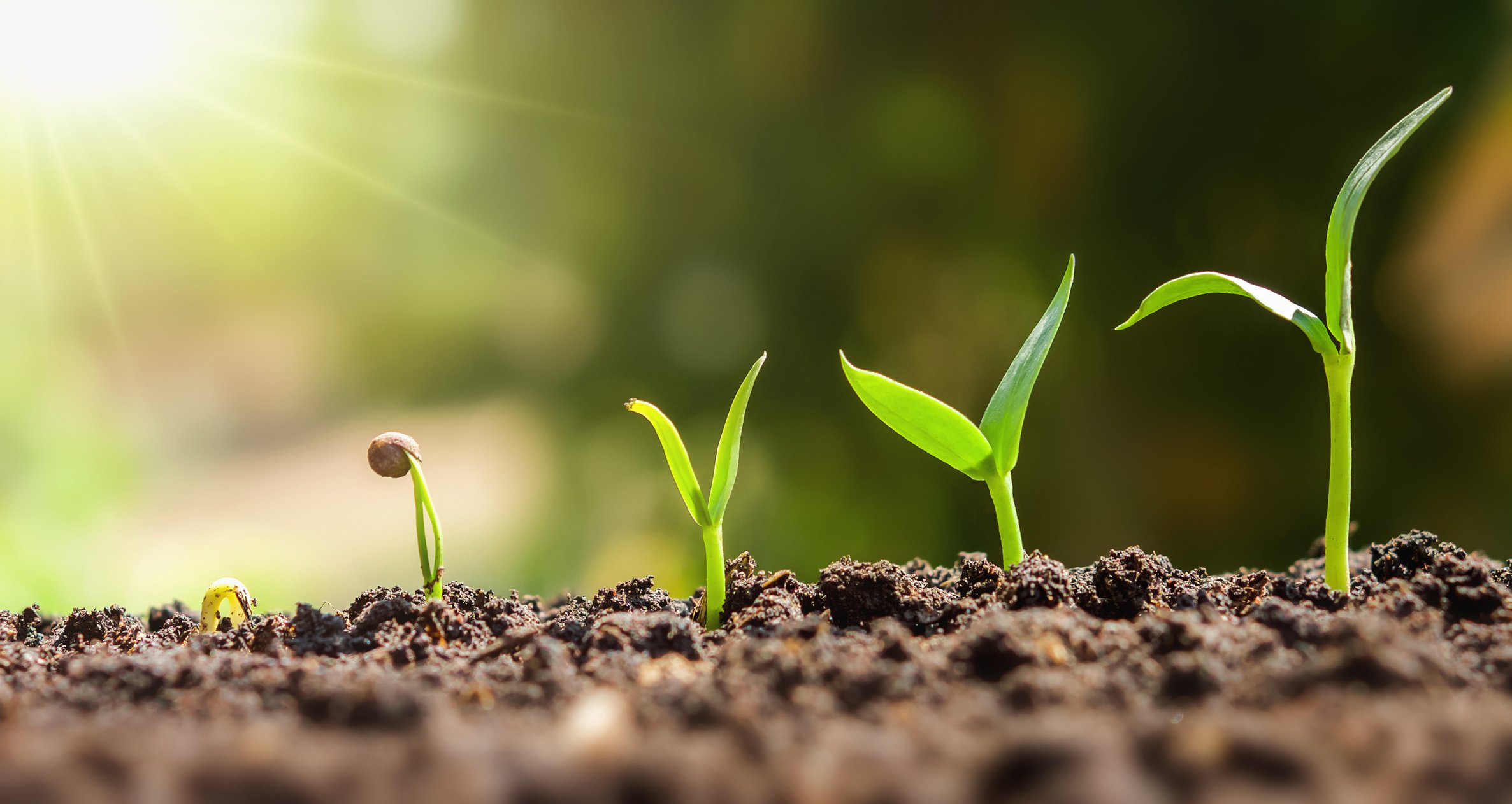 The sun shines on a row of seedlings in the dirt, each one successively taller, representing a rising stock chart.