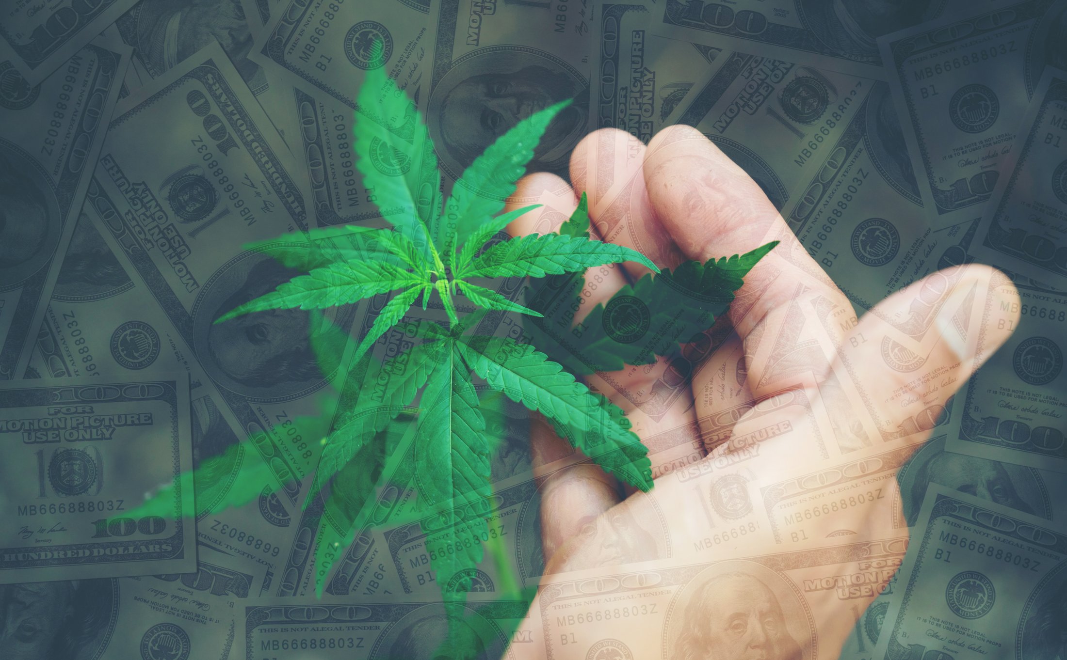 Hand next to cannabis plant with $100 bills in background
