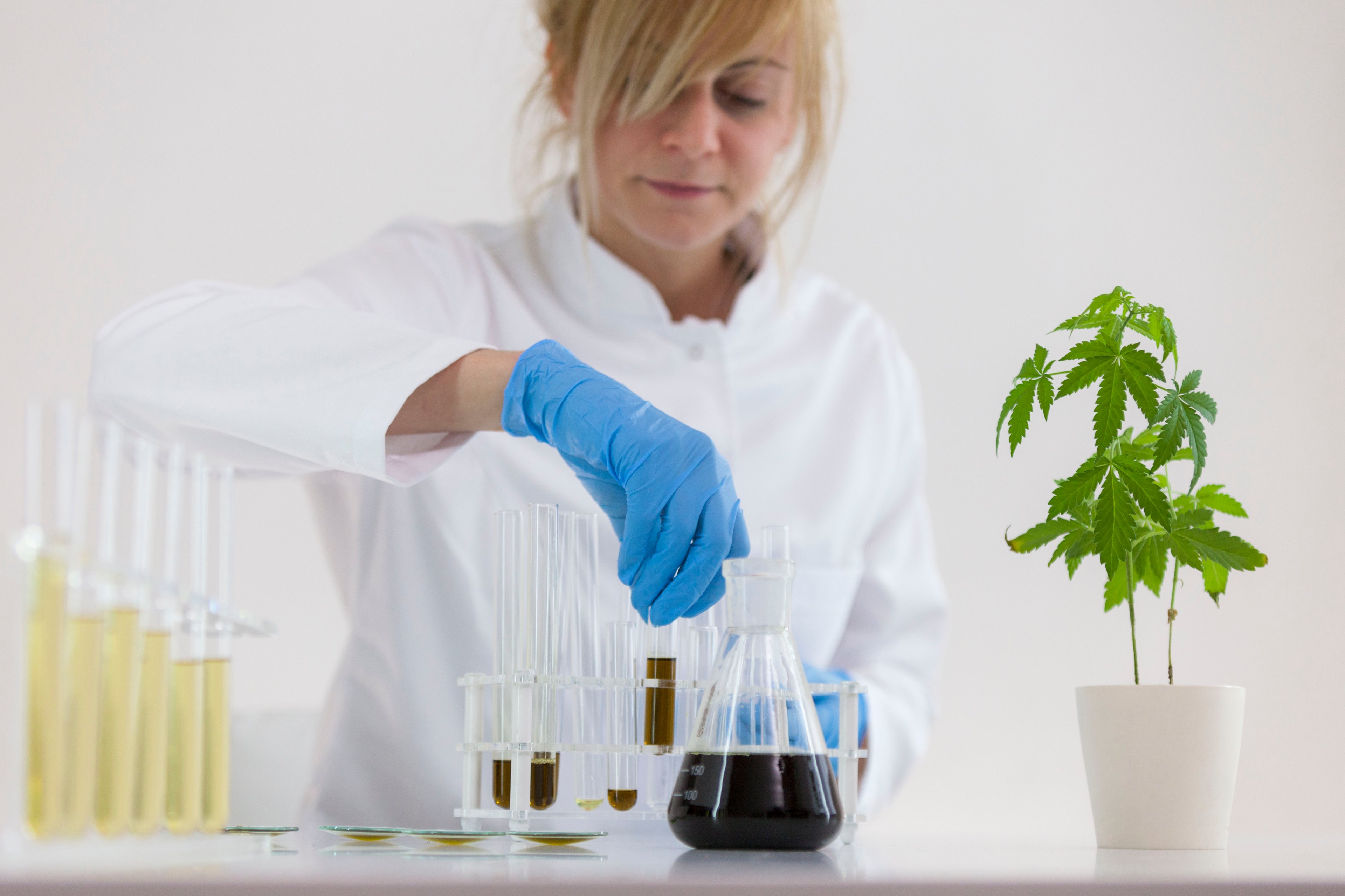 Laboratory scientist extracting CBD oil from plant.