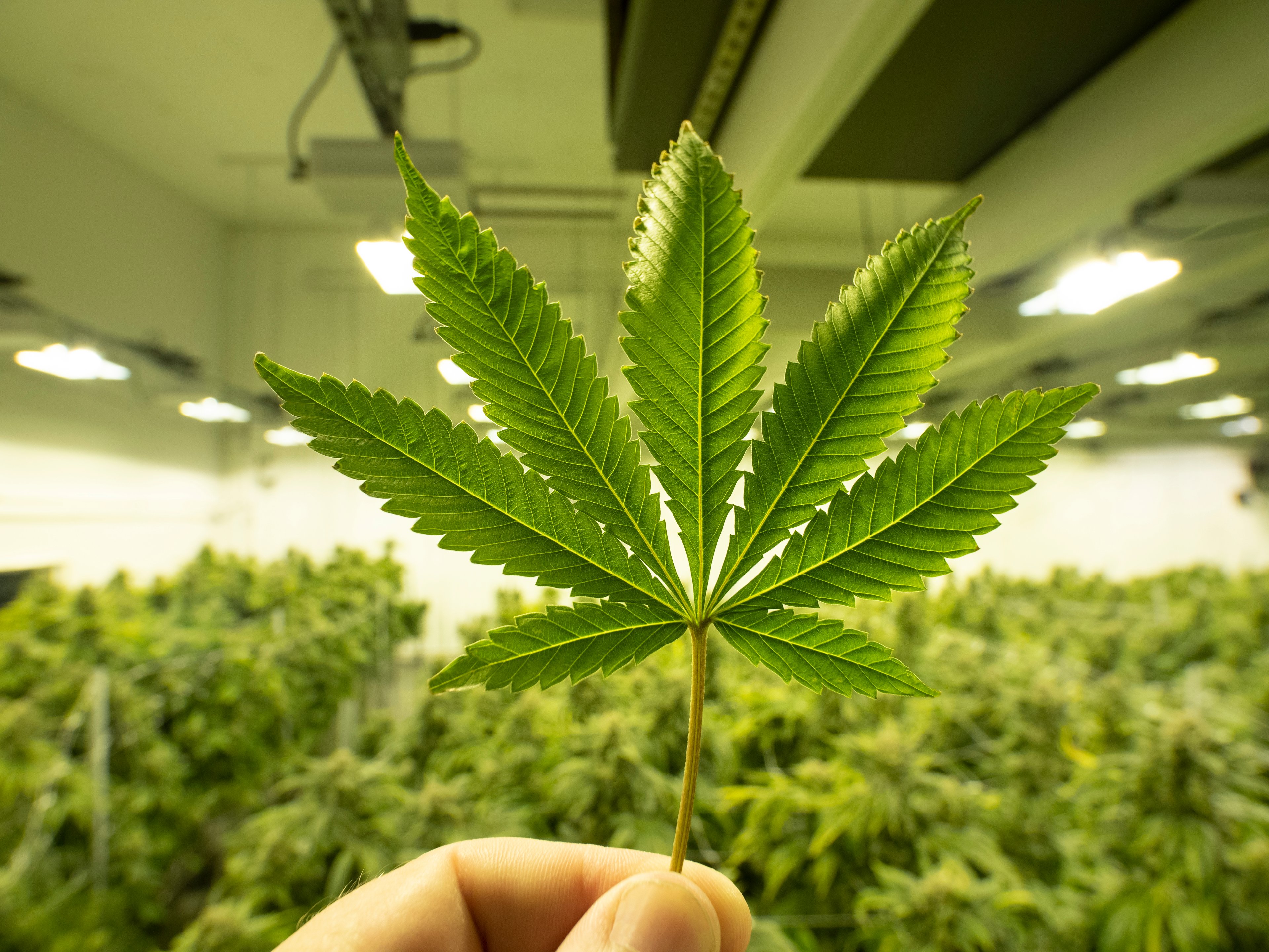 Cannabis grow room with plants in background and hand holding up leaf