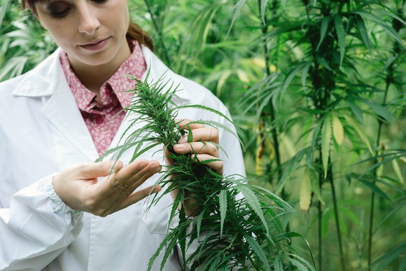 A woman in a lab coat checks hemp flowers.