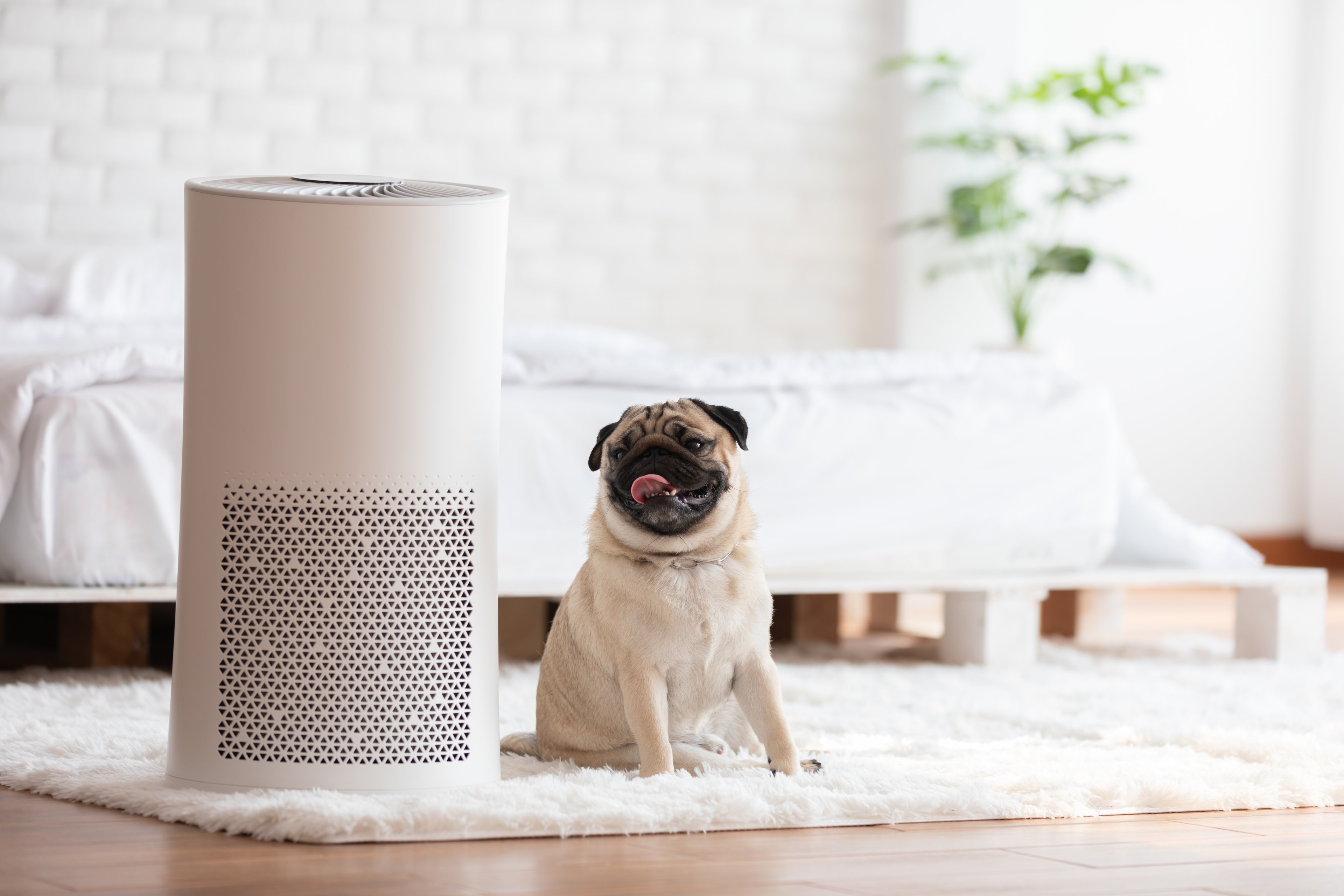 Pug sitting next to air purifier in cozy white bedroom.