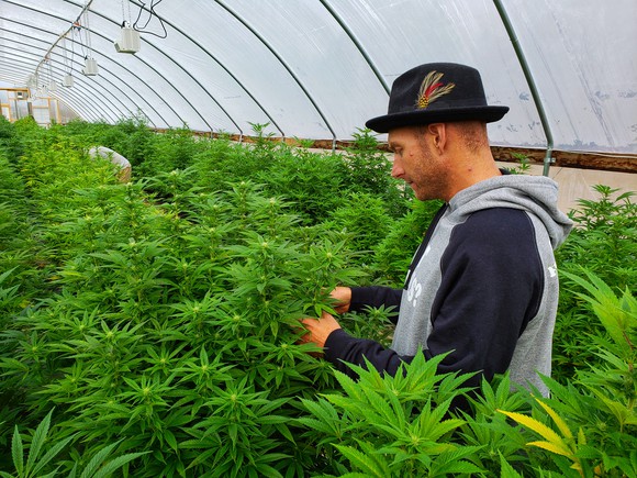 A hemp farmer examines his plants growing in a greenhouse.