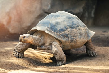 a tortoise