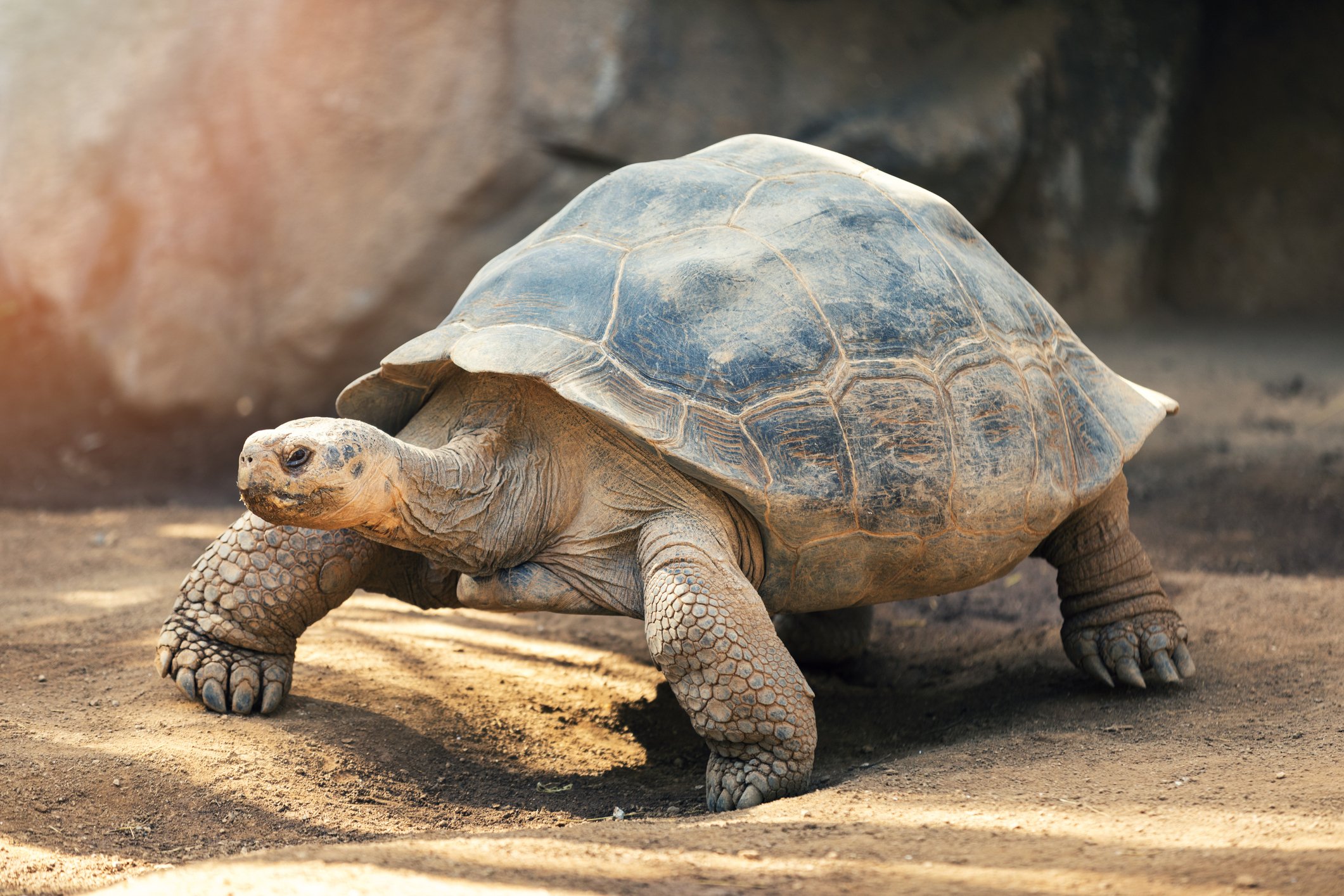 A Galapagos tortoise outside