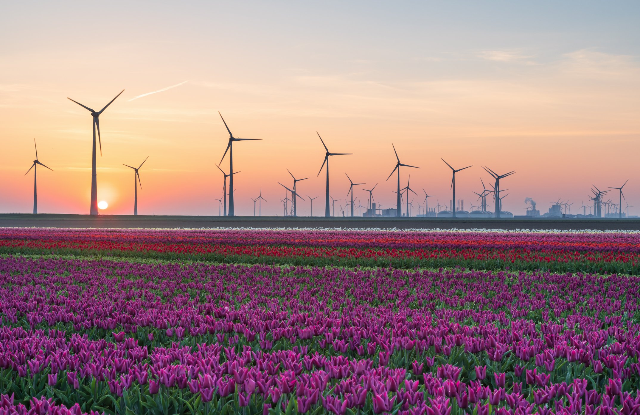 Dozens of wind turbines in a field of flowers with the sun setting in the background
