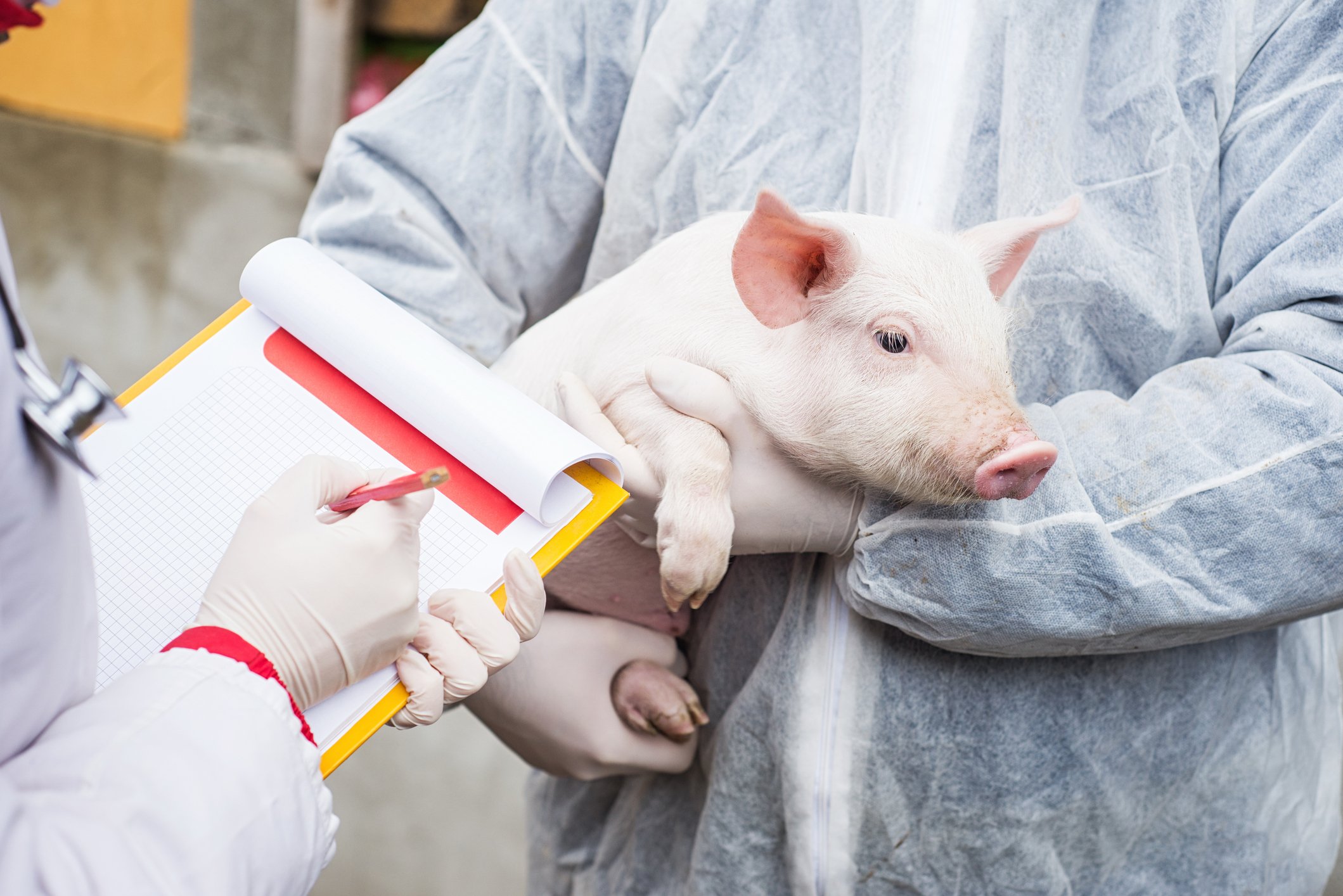 Researcher holding a pig while peer writes in a notebook.