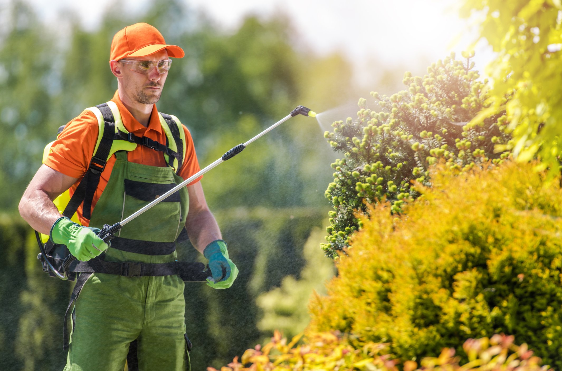 worker spraying bushes with weedkiller chemical