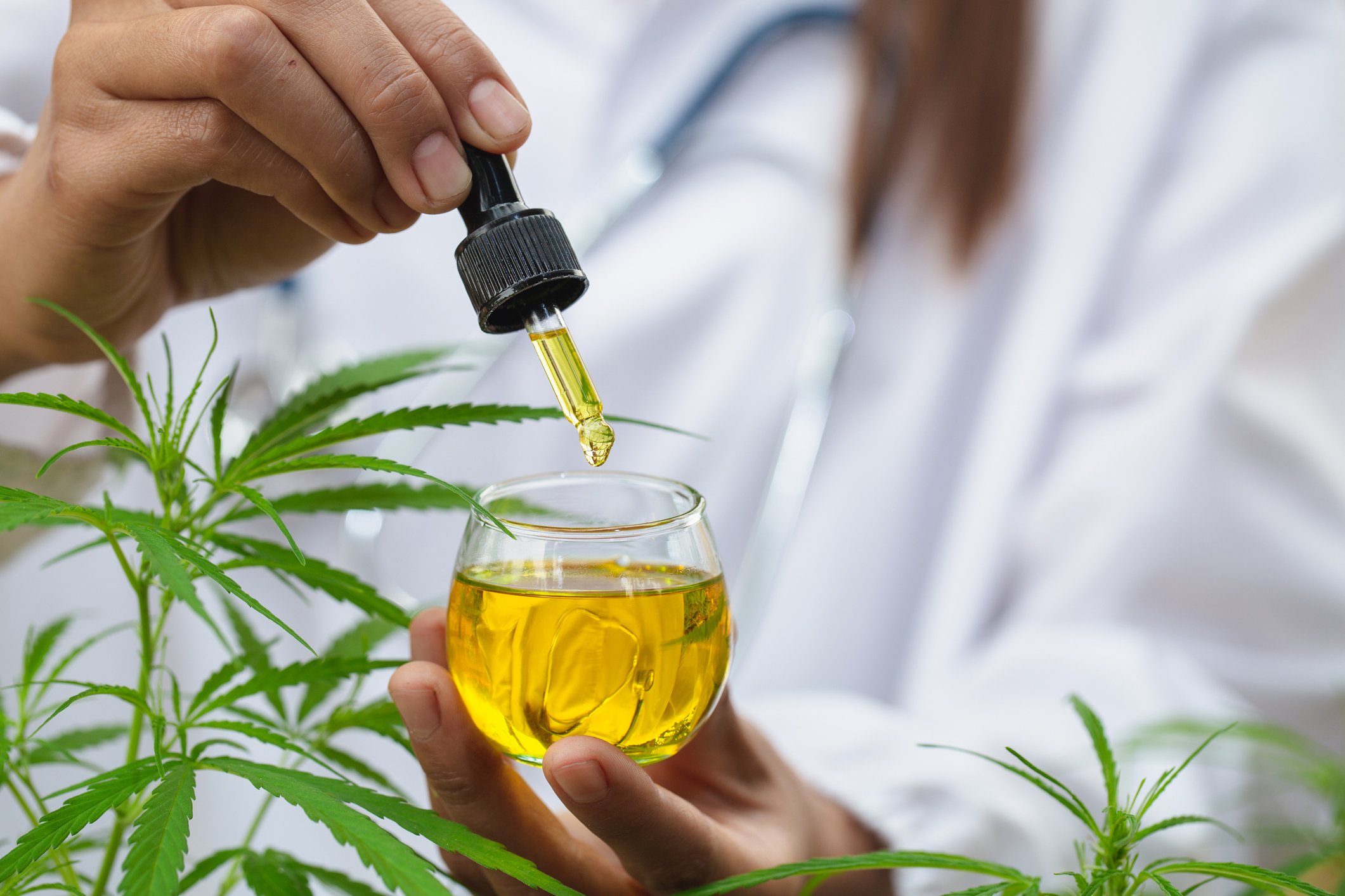 Cannabidiol oil as medical cannabis