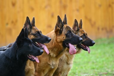Dogs 4 GettyImages-96949658