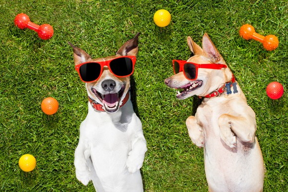 Pair of dogs with sunglasses on lying on their backs in the sun.