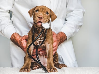 vet and dog