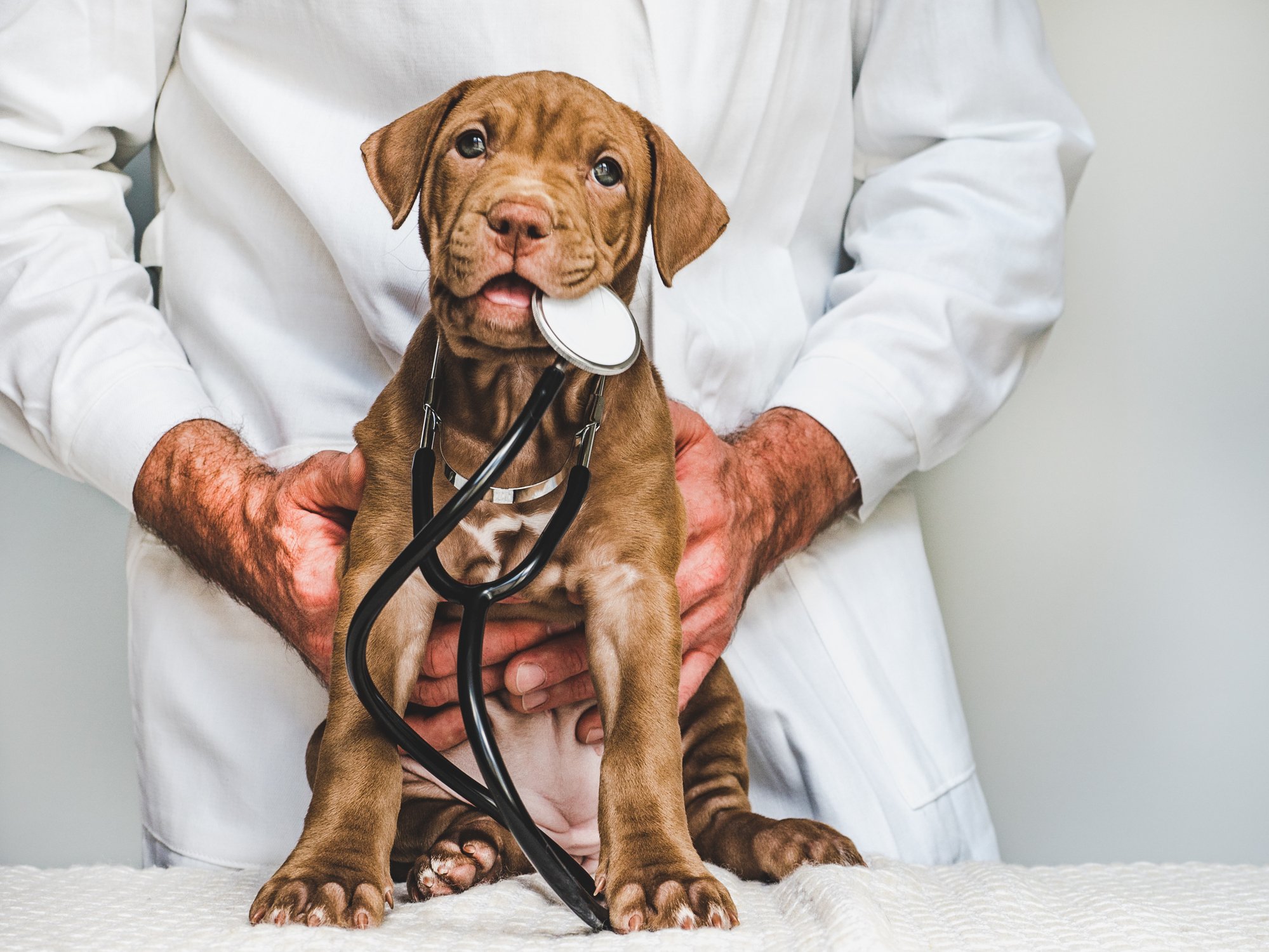 Veterinarian holding a dog on a table.