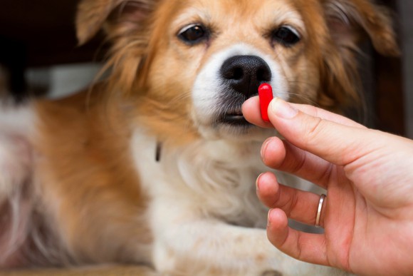 Hand holding red pill in front of a dog