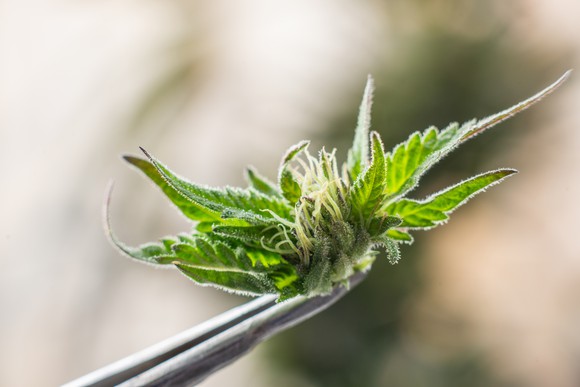 Marijuana plant held by a pair of tweezers.