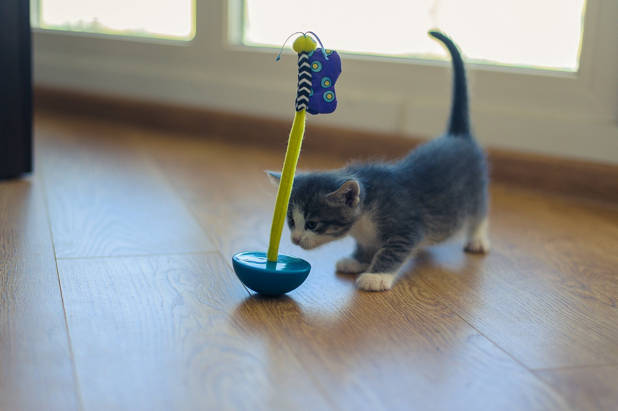 Kitten approaching a wobbling toy shaped like a boat with a long mast
