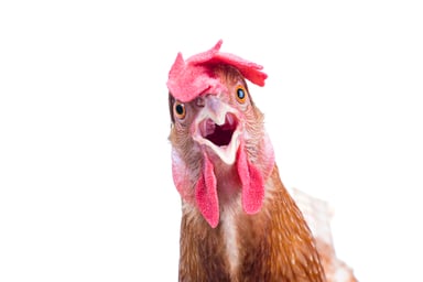 surprised chicken getty