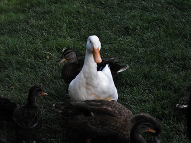 Duck -- GettyImages-465947964