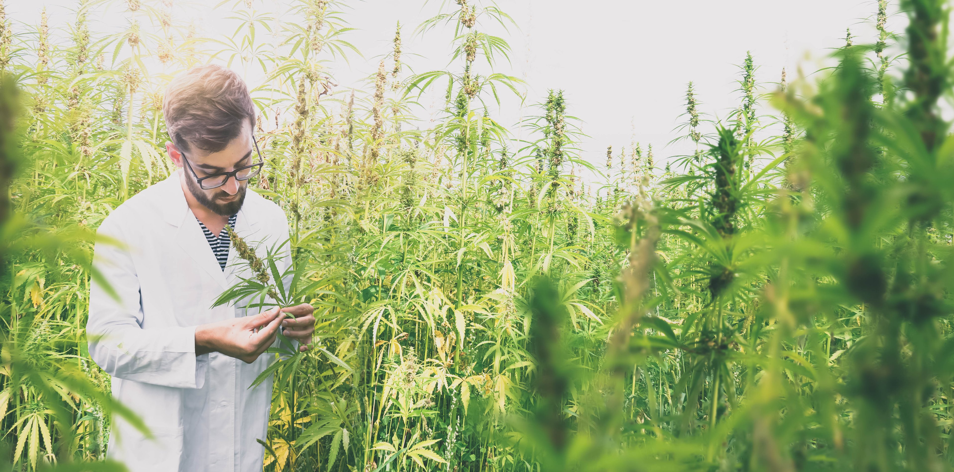 Scientist stands in medical cannabis field.