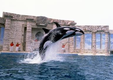 Orca show