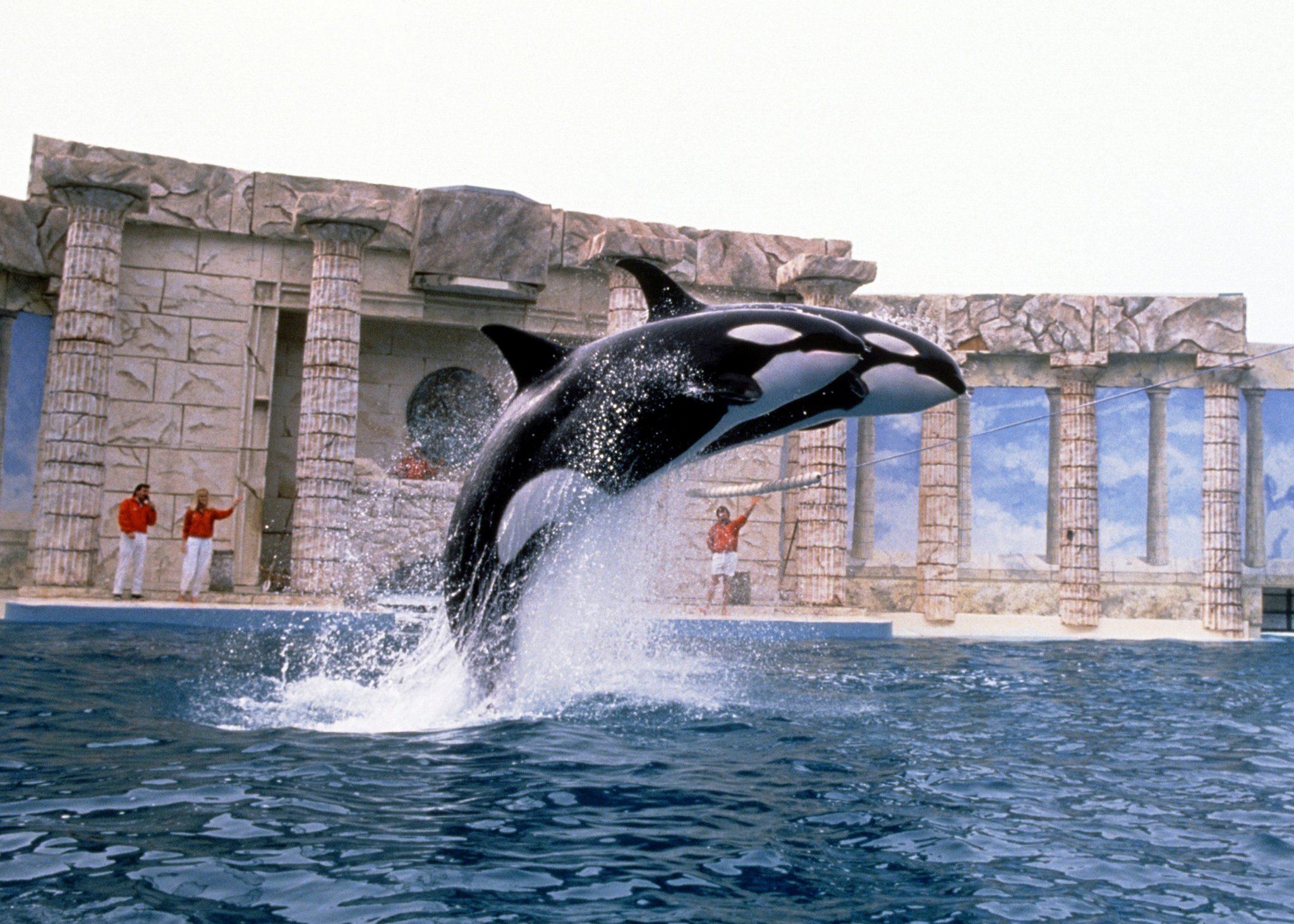 An orca show.