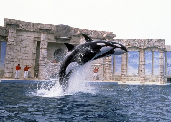 An orca show.