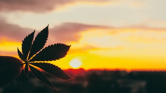 Cannabis at sunset.