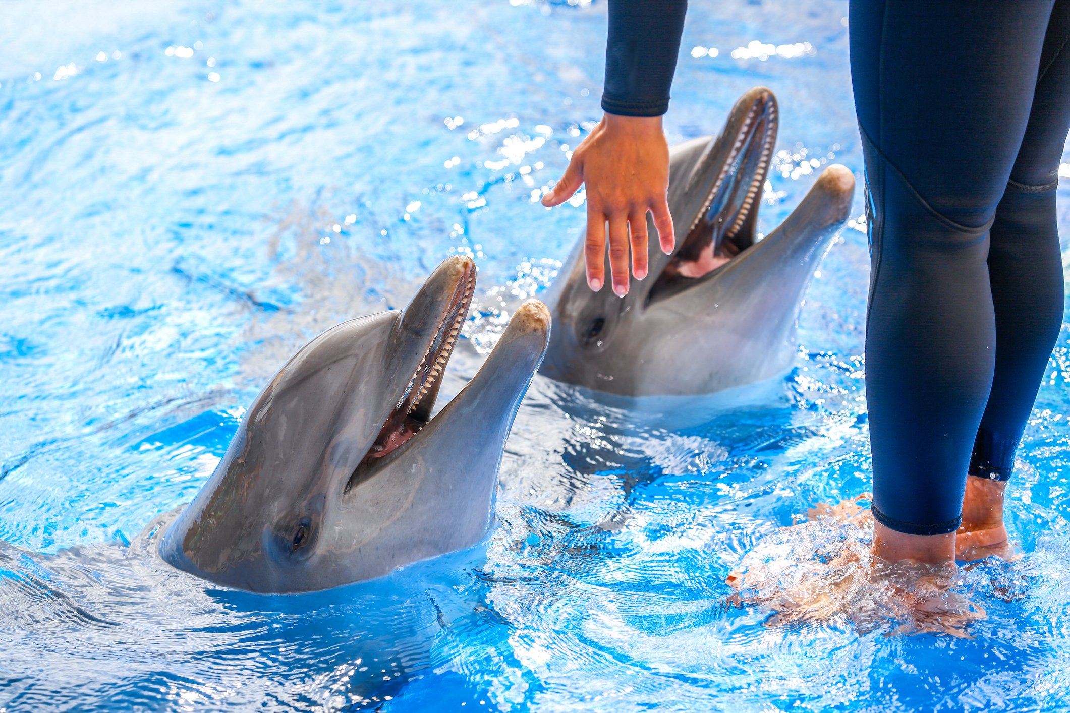 Woman feeding dolphins.