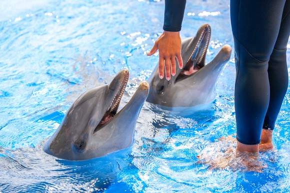 Woman feeding dolphins.