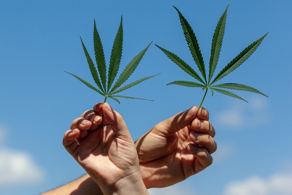 Hands holding two cannabis leaves with a blue sky in the background. 
