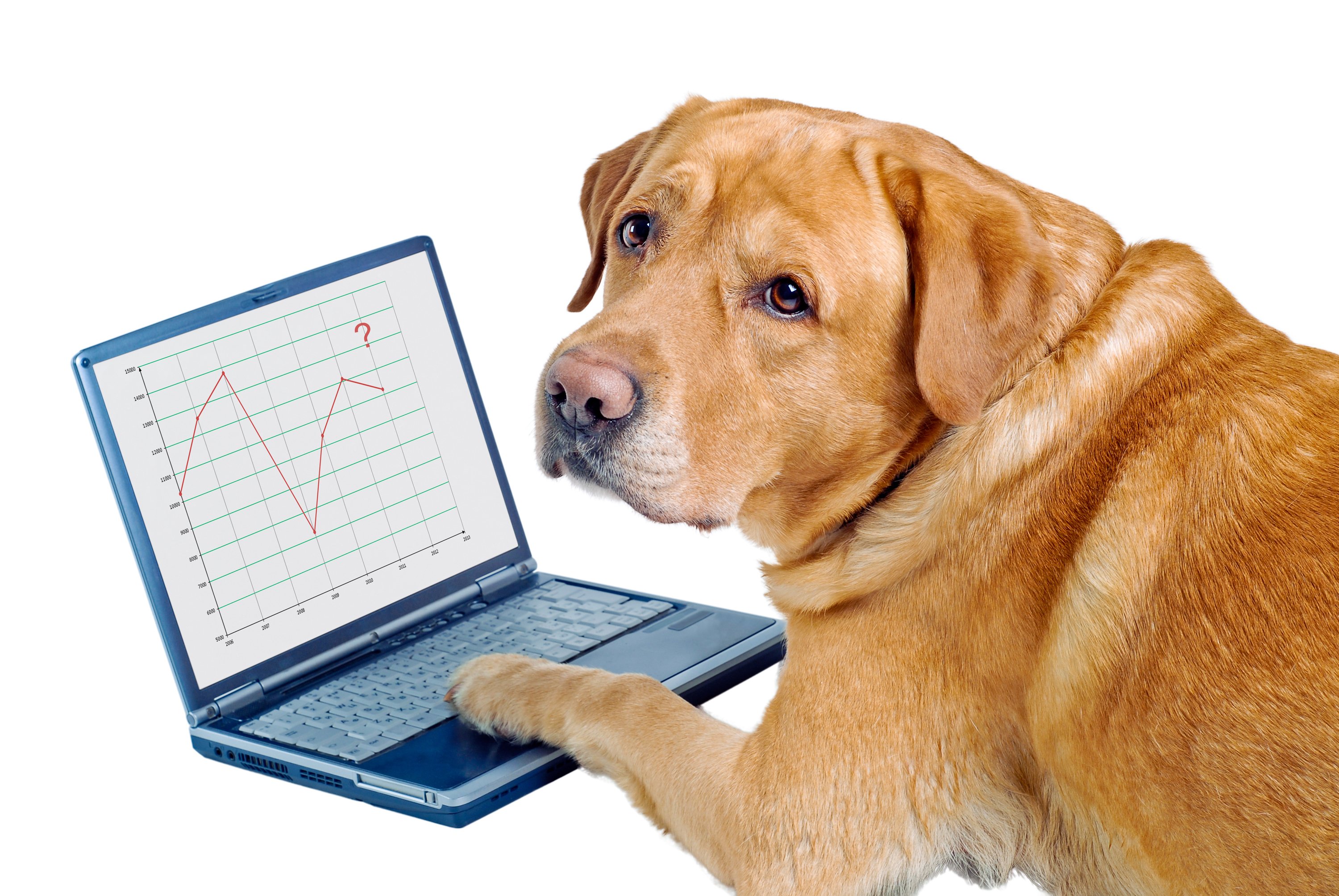 Dogs 1 GettyImages-135183977