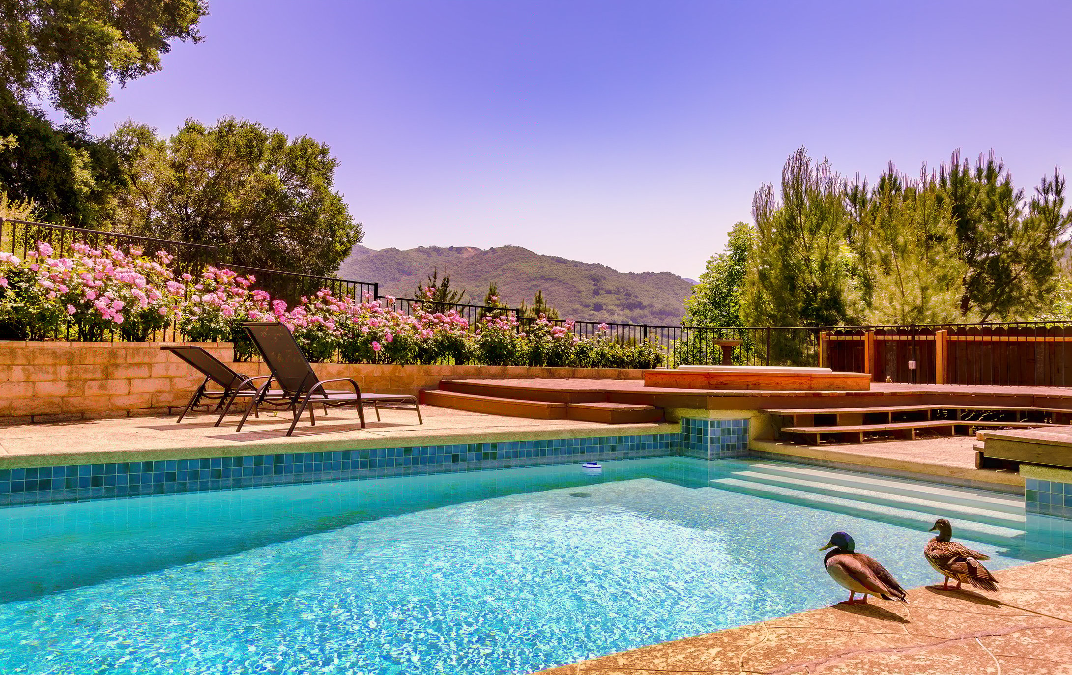 Two ducks stand by a beautifully-maintained subrban pool with mountains in the background. 
