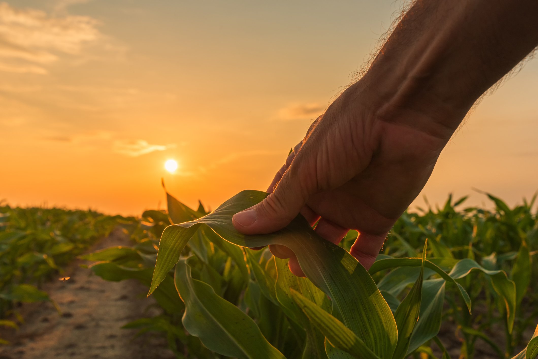 The hand of a farmer who's working in a cornfield