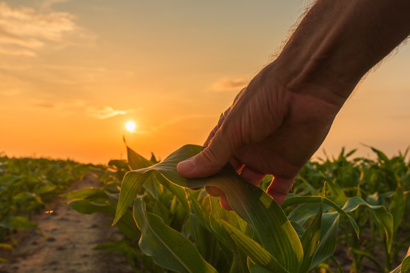 The hand of a farmer who's working in a cornfield