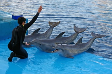 Dolphin show