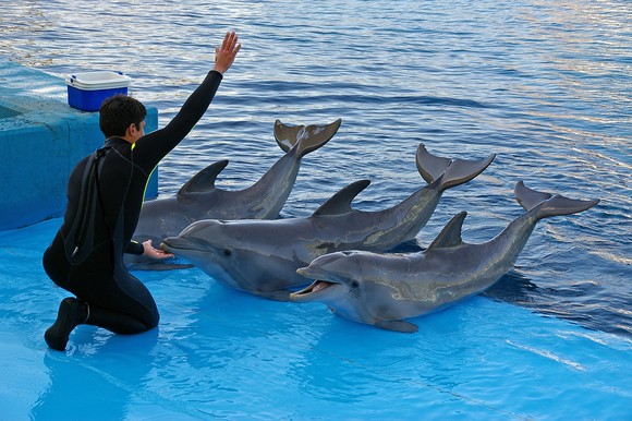 A trainer works with three dolphins during a demonstration.