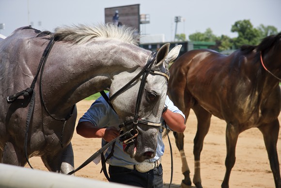 Worker preparing horses for a race.