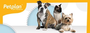 Petplan banner