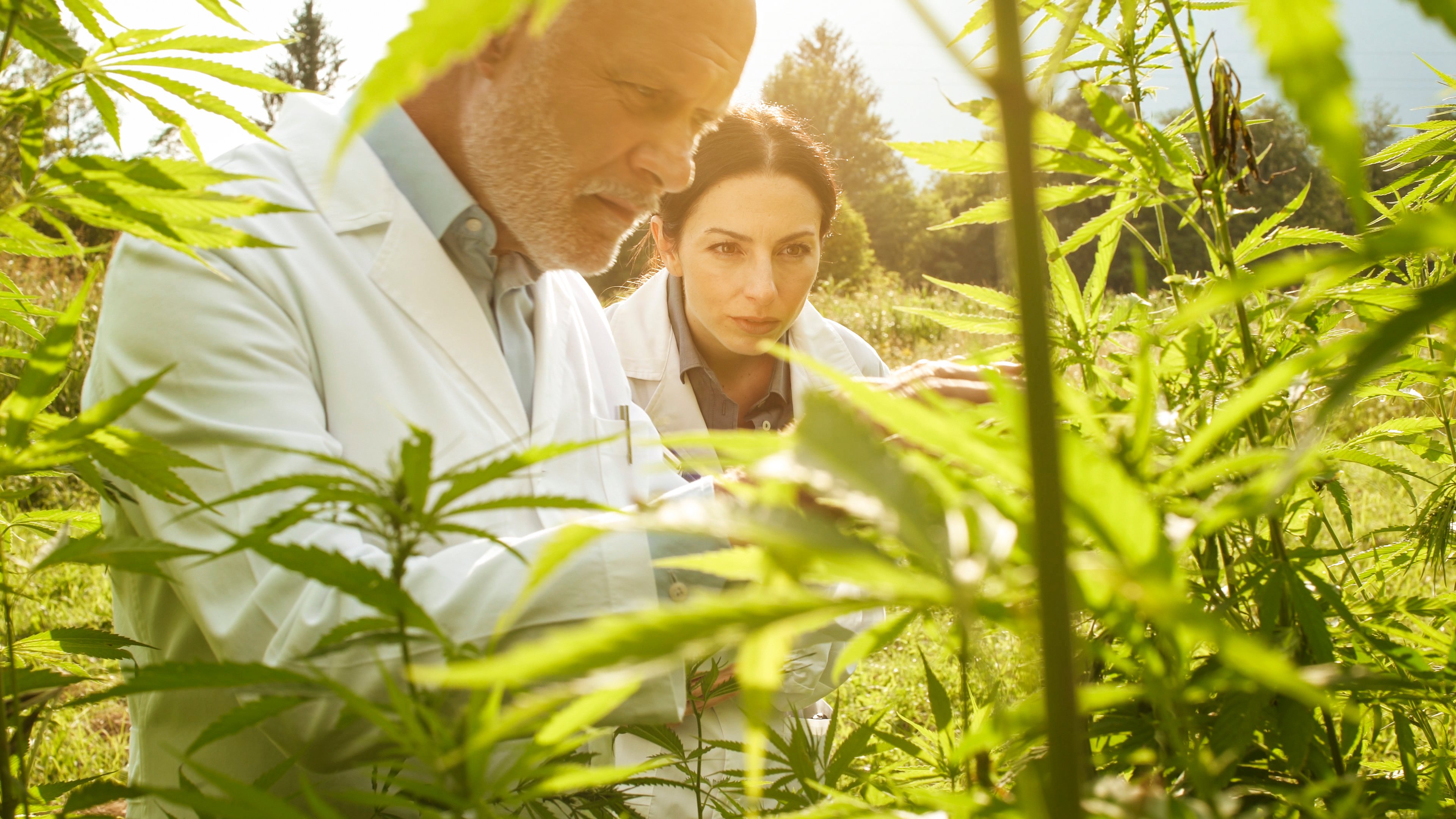 Researchers checking for plants in a hemp field.