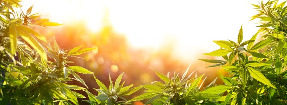 Cannabis plants in a field