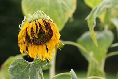 Wilting sunflower