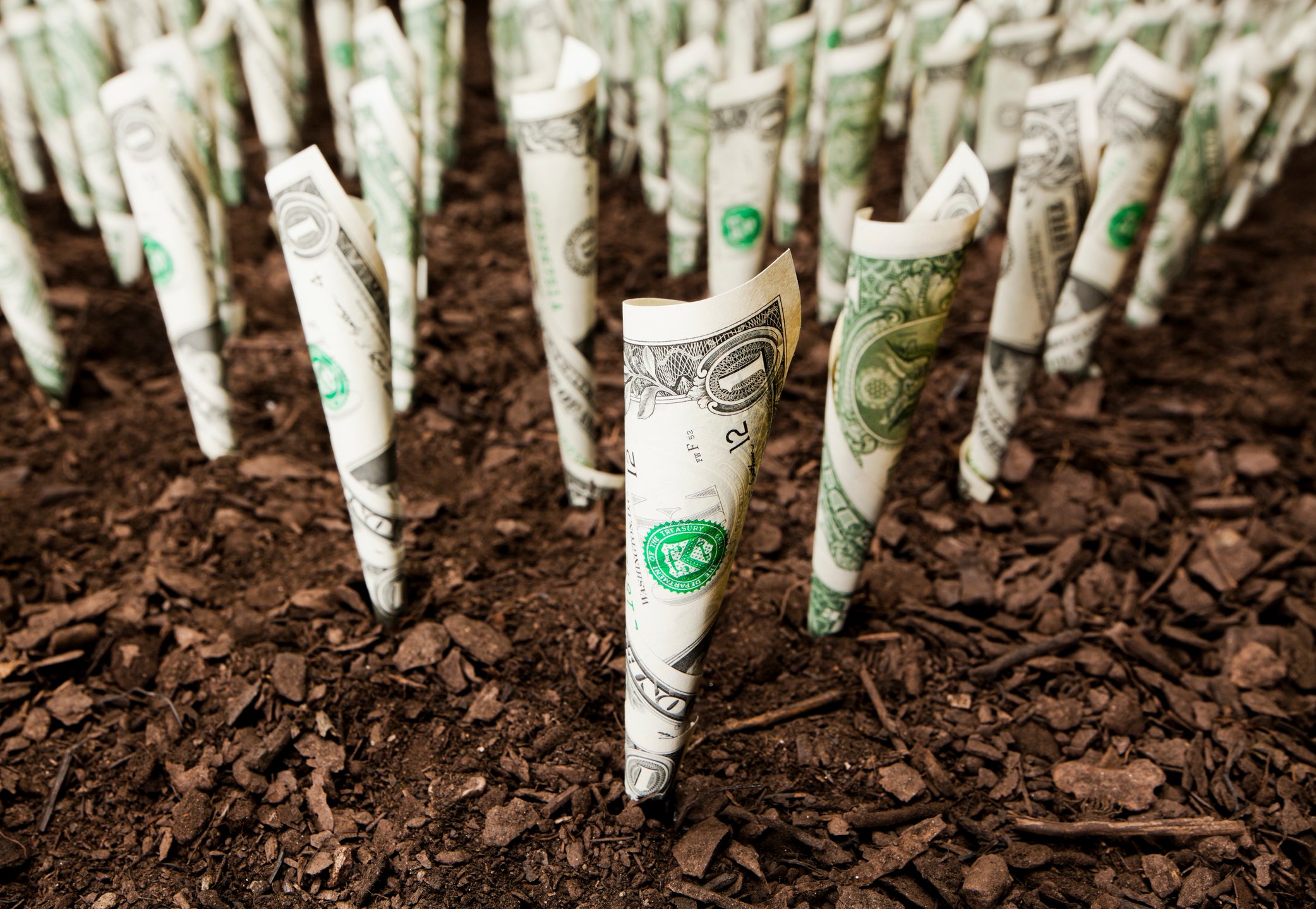 Dollar bills appear to be growing out of a patch of soil.