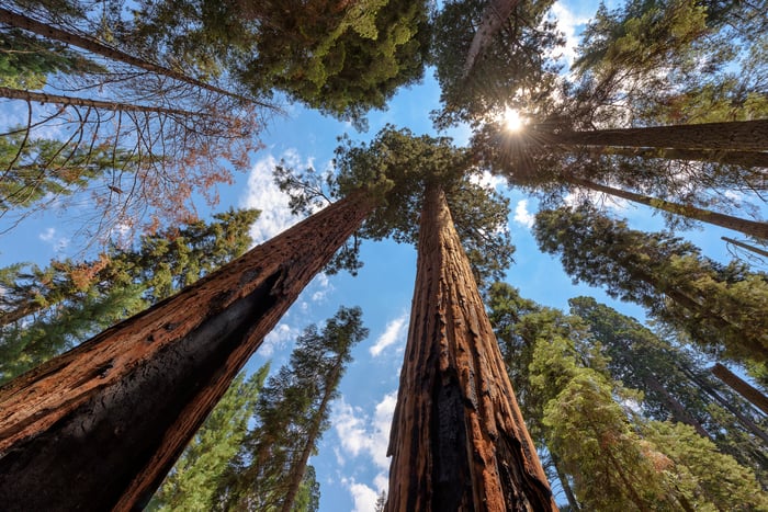 Wide-angle view of famous giant redwood trees against a blue sky and clouds in summer, Sequoia National Park, California, USA.