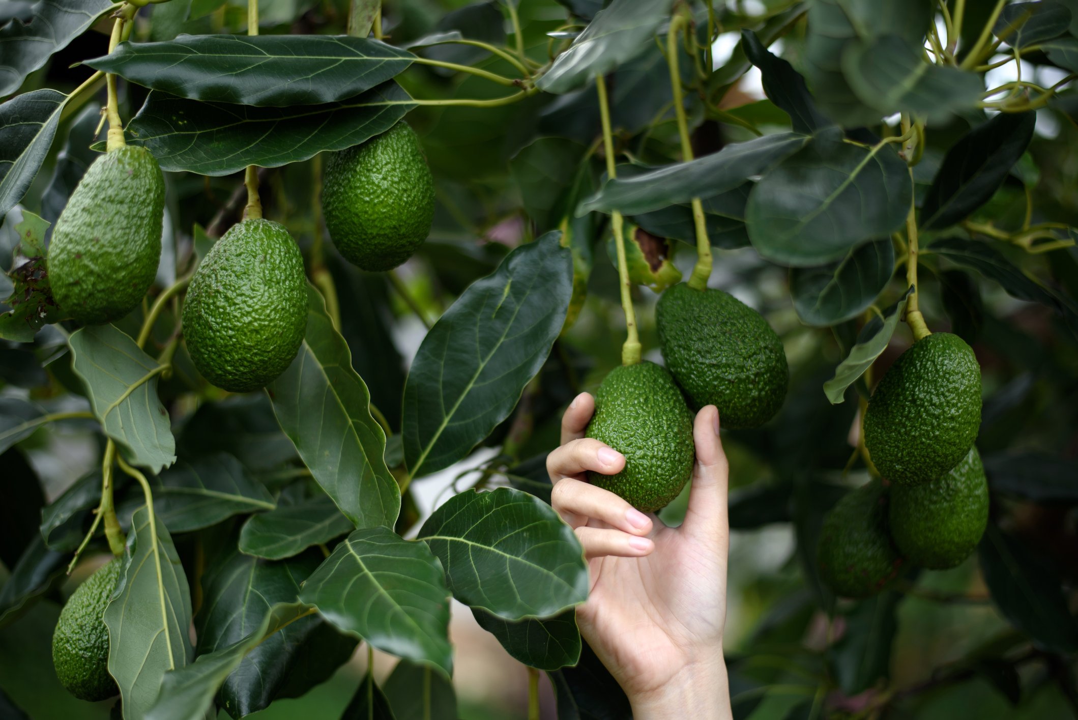 Hand Reaching to Harvest Ripe Avocado from Tree